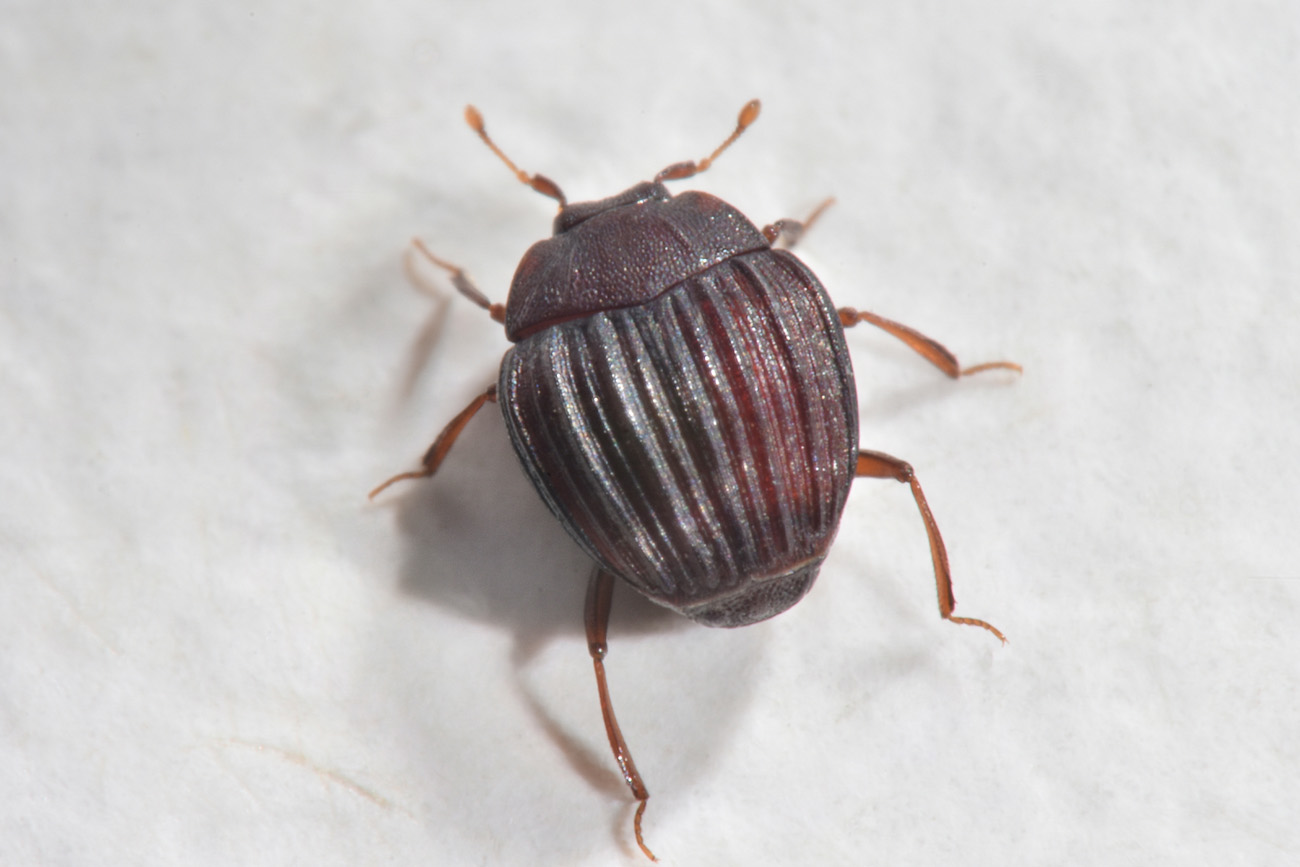 Histeridae: Onthophilus affinis